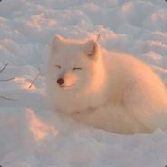 [KR]Dexy - steam id 76561197963184921