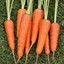 Dr.Carrot