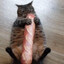 BREAD-CAT
