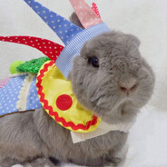 Bundle of Bungled Bunker Bunnies