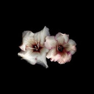 2111 - steam id 76561198863321036