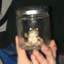 Frog Jar