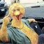 BIGBIRD