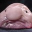 sad fish