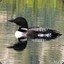 Common_Loon