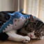 OceanCat