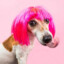 Travesti Alev