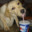 Pepsi Dog's Avatar