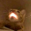 ScreechingLight