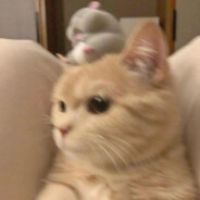 深藏blue运筹vivo