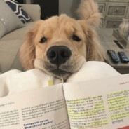 重生之我是你父亲