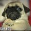 Mr.Pug #R.I.PMyBeauty&lt;3