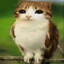 meowl