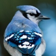 ШИША СОЛЕВИК