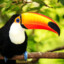 Crippled Toucan