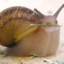 snail