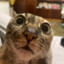 ̍