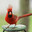 The Cardinal