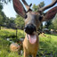 deer-meister