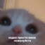 побритый слоник