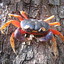 Crab That Crawls On Your Block