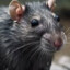Ratasa