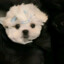 ALwl7