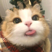 上帝怜爱我的小猫