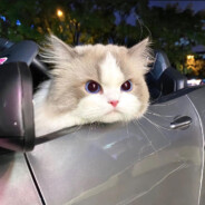 玩APEX的都是杂鱼喵~❥