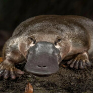 Утканос Валера