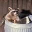 Trash Panda