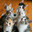Котята Steam avatar