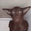the Creature