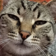 Mikrozaim