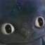 N01RINu4R