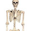 Standing Skeleton