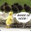 Vilain Petit Canard