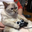 Gamer Cat