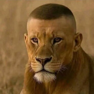 кот avatar