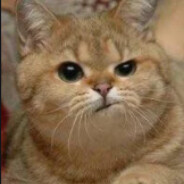 稳住别急你可以