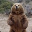 Grumpy Medved