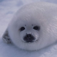Little Seal