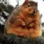 Chubby Ewok