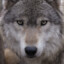 16,000 fucking wolves