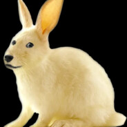 dogebunny