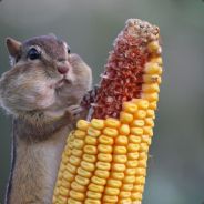 Sayli - steam id 76561197965670900