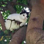 对着帝皇脚丫猛嘬汲取