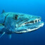 Barracuda