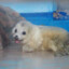 sealseeker