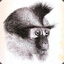 monkey628